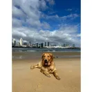 David Baron - Superdog - SCAM ALERT - David Baron - Sacramento Dog Trainer - Superdog - Photo 6 - comment #2348846