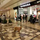 David Baron - Superdog - SCAM ALERT - David Baron - Sacramento Dog Trainer - Superdog - Photo 31 - comment #2348846