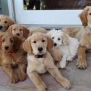 David Baron - Superdog - SCAM ALERT - David Baron - Sacramento Dog Trainer - Superdog - Photo 4 - comment #2348846