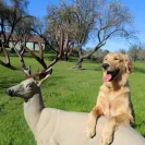David Baron - Superdog - SCAM ALERT - David Baron - Sacramento Dog Trainer - Superdog - Photo 19 - comment #2348846