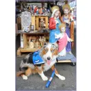 David Baron - Superdog - SCAM ALERT - David Baron - Sacramento Dog Trainer - Superdog - Photo 36 - comment #2348846