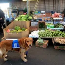 David Baron - Superdog - SCAM ALERT - David Baron - Sacramento Dog Trainer - Superdog - Photo 3 - comment #2348846