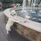 David Baron - Superdog - SCAM ALERT - David Baron - Sacramento Dog Trainer - Superdog - Photo 20 - comment #2348846