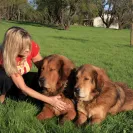 David Baron - Superdog - SCAM ALERT - David Baron - Sacramento Dog Trainer - Superdog - Photo 45 - comment #2348848