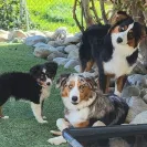 David Baron - Superdog - SCAM ALERT - David Baron - Sacramento Dog Trainer - Superdog - Photo 29 - comment #2348848