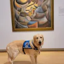 David Baron - Superdog - SCAM ALERT - David Baron - Sacramento Dog Trainer - Superdog - Photo 8 - comment #2348848
