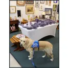 David Baron - Superdog - SCAM ALERT - David Baron - Sacramento Dog Trainer - Superdog - Photo 40 - comment #2348848