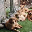 David Baron - Superdog - SCAM ALERT - David Baron - Sacramento Dog Trainer - Superdog - Photo 27 - comment #2348848