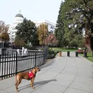 David Baron - Superdog - SCAM ALERT - David Baron - Sacramento Dog Trainer - Superdog - Photo 60 - comment #2348848