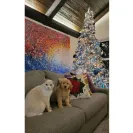 David Baron - Superdog - SCAM ALERT - David Baron - Sacramento Dog Trainer - Superdog - Photo 6 - comment #2348848