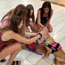 David Baron - Superdog - SCAM ALERT - David Baron - Sacramento Dog Trainer - Superdog - Photo 48 - comment #2348848