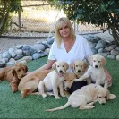 David Baron - Superdog - SCAM ALERT - David Baron - Sacramento Dog Trainer - Superdog - Photo 56 - comment #2348848