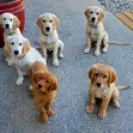 David Baron - Superdog - SCAM ALERT - David Baron - Sacramento Dog Trainer - Superdog - Photo 51 - comment #2348848