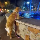 David Baron - Superdog - SCAM ALERT - David Baron - Sacramento Dog Trainer - Superdog - Photo 15 - comment #2348848