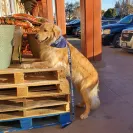 David Baron - Superdog - SCAM ALERT - David Baron - Sacramento Dog Trainer - Superdog - Photo 19 - comment #2348848