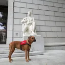 David Baron - Superdog - SCAM ALERT - David Baron - Sacramento Dog Trainer - Superdog - Photo 57 - comment #2348848
