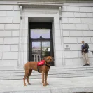 David Baron - Superdog - SCAM ALERT - David Baron - Sacramento Dog Trainer - Superdog - Photo 59 - comment #2348848