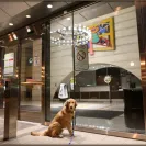 David Baron - Superdog - SCAM ALERT - David Baron - Sacramento Dog Trainer - Superdog - Photo 35 - comment #2348848