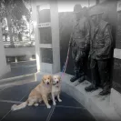David Baron - Superdog - SCAM ALERT - David Baron - Sacramento Dog Trainer - Superdog - Photo 28 - comment #2348848