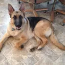 NuVet Labs - worthless - Photo 1 - comment #1699639