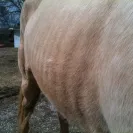 Willow Crest Equestrian Center - Fraud / id theft / forgery - Photo 1 - comment #932280