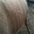 Willow Crest Equestrian Center - Fraud / id theft / forgery - Photo 2 - comment #932280
