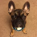 Shore Side French Bulldogs - Horrible breder - Photo 1 - comment #1670697