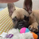 Shore Side French Bulldogs - Horrible breder - Photo 1 - comment #2568418