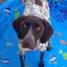 The Canadian Dog Whisperer - dog training - Photo 1 - comment #1747961