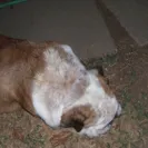 Shame on You! - unhealthy dog - Photo 1 - update #1065352
