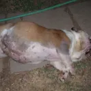 Shame on You! - unhealthy dog - Photo 2 - update #1065352