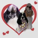 Am-Erica's Cocker Spaniels - dishonesty - Photo 1 - comment #2527736