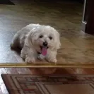 Pampered Pups - Sick/Underweight dog - Photo 2 - comment #2024573