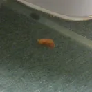 Super 8 - Unclean and unsafe hotel - Photo 2 - comment #1645085