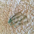 Bissell Homecare - Bissell product caused stains on my carpet - Photo 1 - comment #1744929