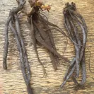 Gardening Express - Quick to take your money, but try and complain or ask for refund - they will not answer you - Photo 3 - comment #2099482