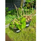 Gardening Express - Quick to take your money, but try and complain or ask for refund - they will not answer you - Photo 2 - comment #2388078