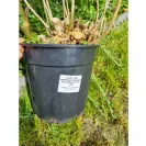 Gardening Express - Quick to take your money, but try and complain or ask for refund - they will not answer you - Photo 1 - comment #2388078