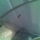 Maruchan Instant Lunch - BUGS - Photo 1 - comment #1431034