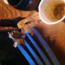 Maruchan Instant Lunch - BUGS - Photo 1 - comment #1527101