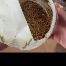 Maruchan Instant Lunch - BUGS - Photo 1 - comment #1745601