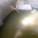 GHMC - sewage drainage leaking - Photo 1 - comment #2168180