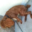 Petco - Retail prices - buyer beware! - Photo 1 - comment #1980800