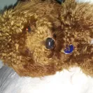 Petco - Retail prices - buyer beware! - Photo 2 - comment #1980800