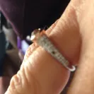 Diamonds International - diamond fell out in 8 days - Photo 1 - comment #1688749