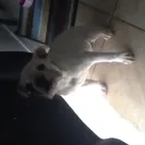 Royal Puppy Kennel - False Claims - Photo 1 - comment #1449563