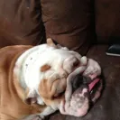 Royal Puppy Kennel - False Claims - Photo 1 - comment #1465791