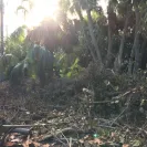 Florida Power & Light [FPL] - customer relations - Photo 3 - comment #1961304