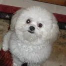 Banfield Pet Hospital - incorrect diagnosis - Photo 1 - comment #1194974