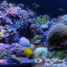 Orphek Aquarium LED Lighting - Orphek LED LIghting Products - Photo 1 - comment #1178848